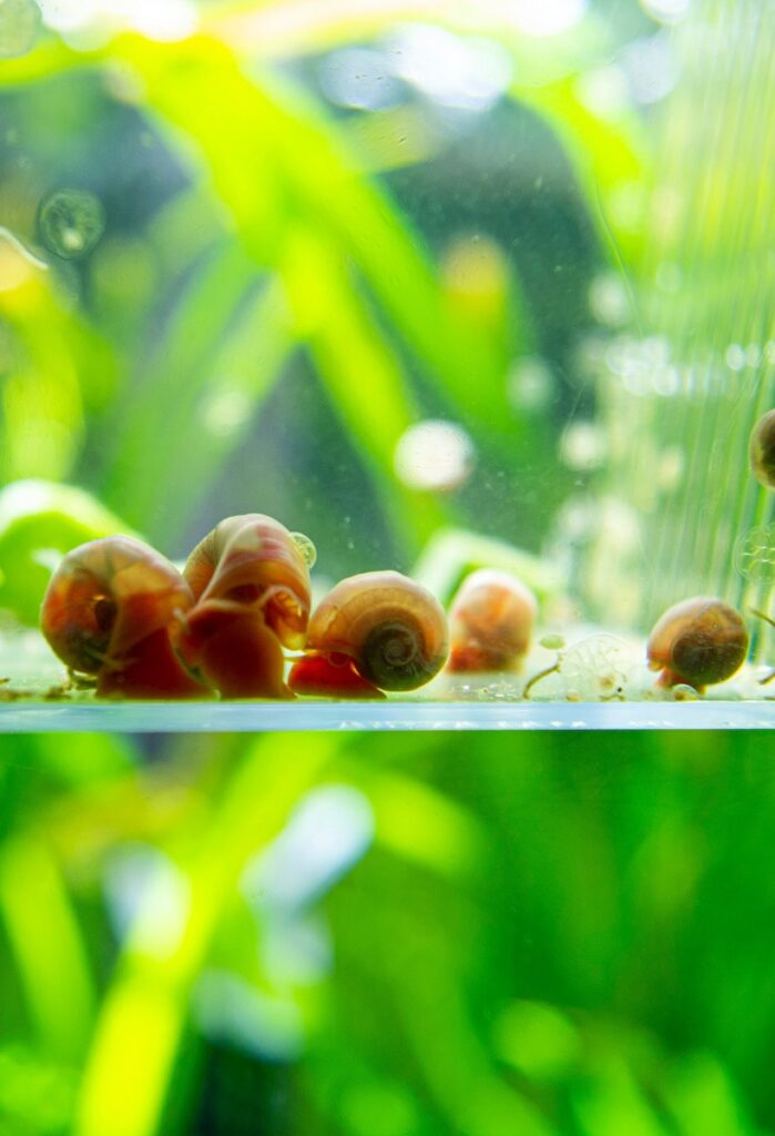 Close-up of ramshorn snails in an aquarium breeder box.