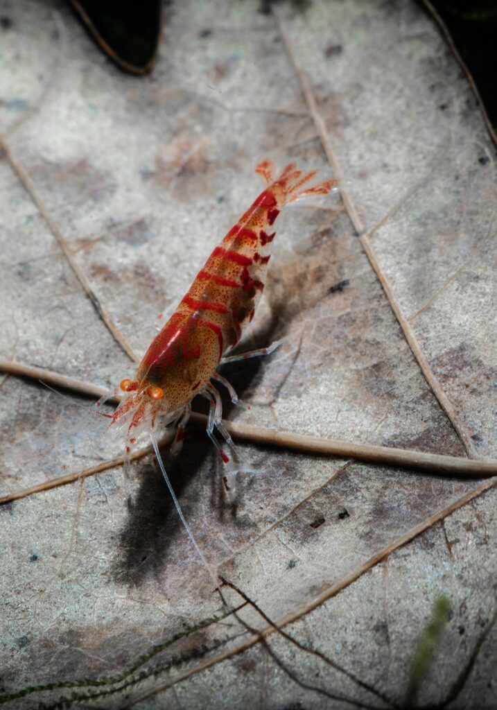 Red shrimp (Caridina mariae) on dried leaf.