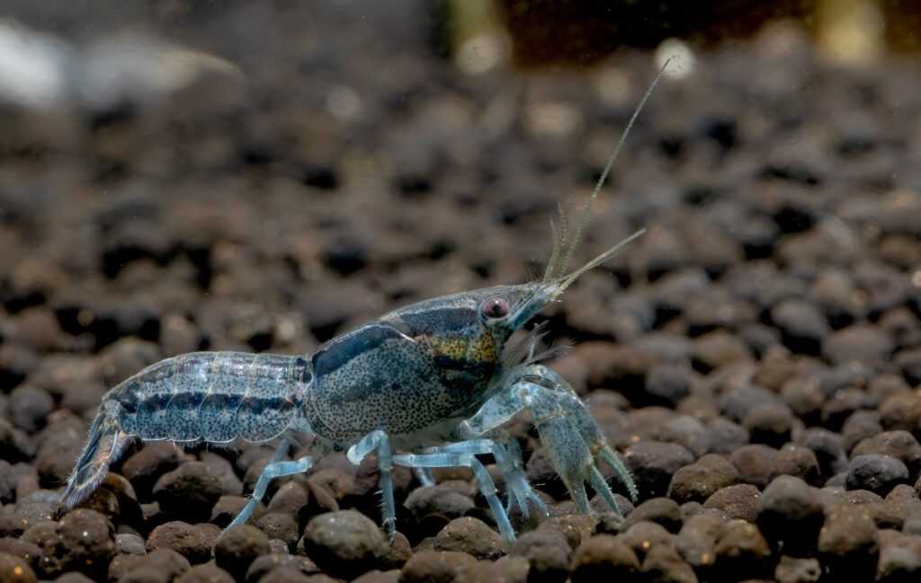 Blue dwarf crayfish (Cambarellus texanus)