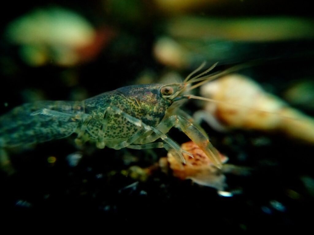 Cajun dwarf crayfish (Cambarellus shufeldtii)