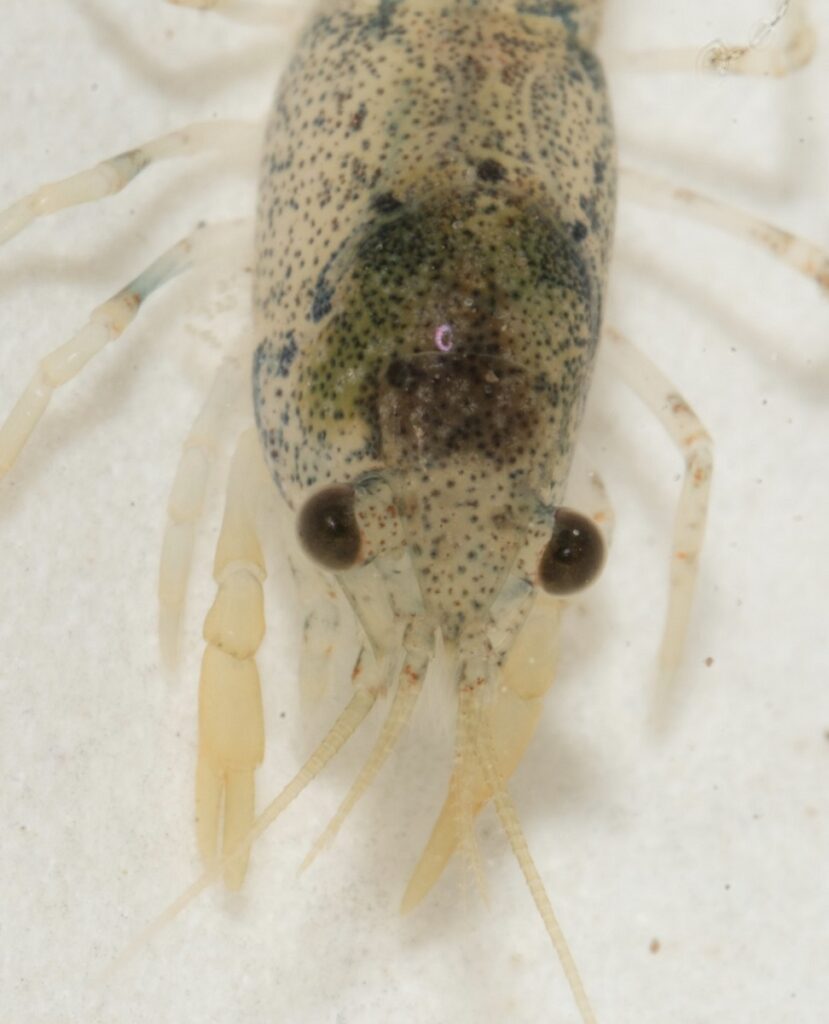 Cambarellus puer, swamp dwarf crayfish