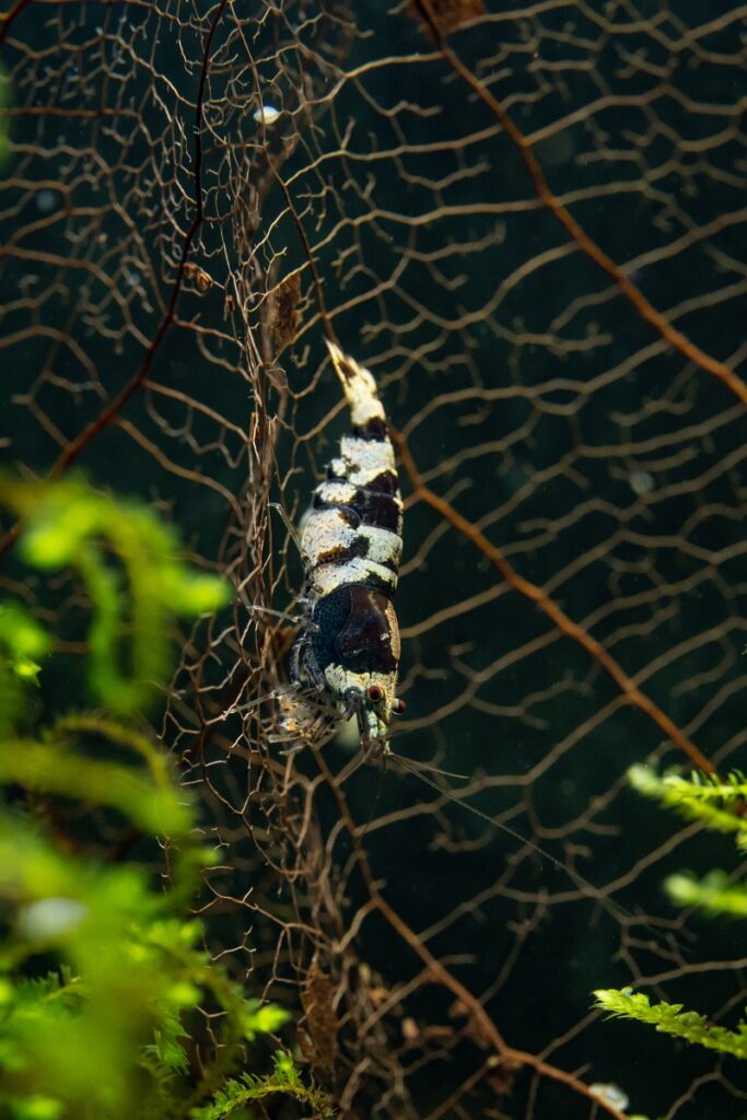 Crystal black shrimp on Indian almond leaf