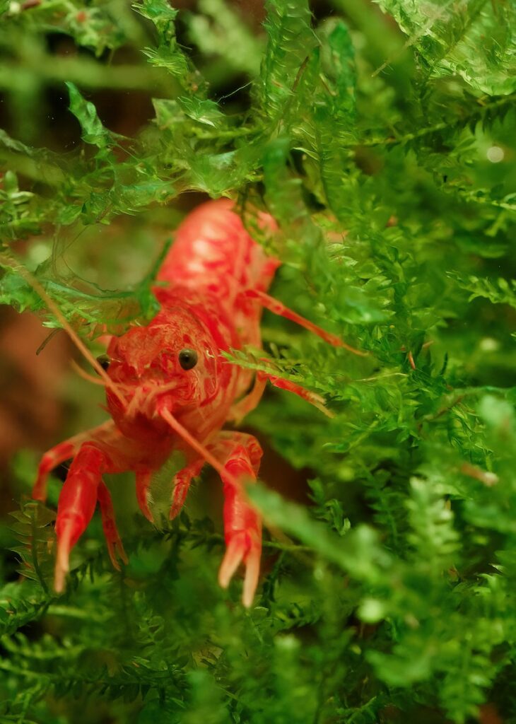Mexican dwarf crayfish (Cambarellus patzcuarensis)