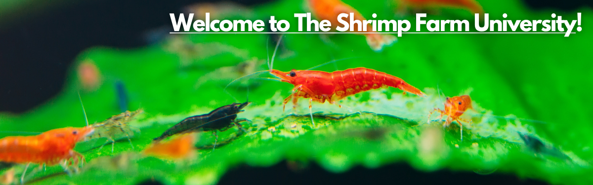 An image of a group of shrimp standing on a leaf with a label 'Welcome to The Shrimp Farm University' prominently displayed at the top right corner