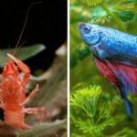 Dwarf Crayfish and Betta | Can They Live Together?