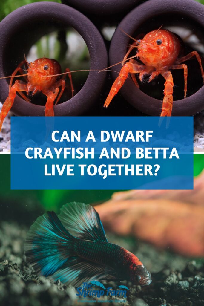 Split image with two CPO dwarf crayfish on top and a Betta fish on the bottom, with a text saying: Can a dwarf crayfish and Betta live together?