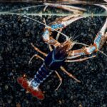 Ghost Crayfish | Procambarus clarkii 'Ghost' care