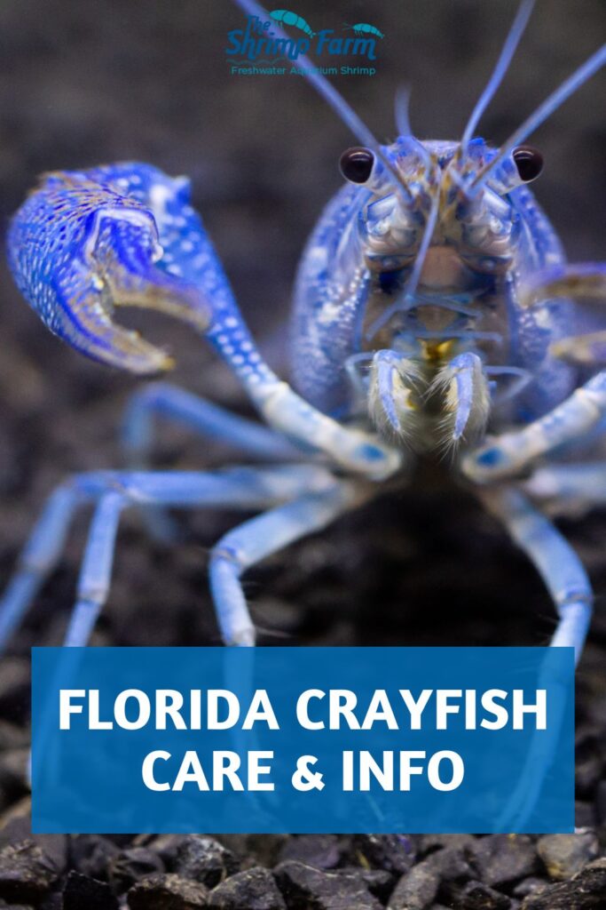 Florida crayfish (Procambarus alleni), also known as the electric blue crayfish.