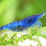 Neocaridina Shrimp: Care, Water Parameters, Color, & More