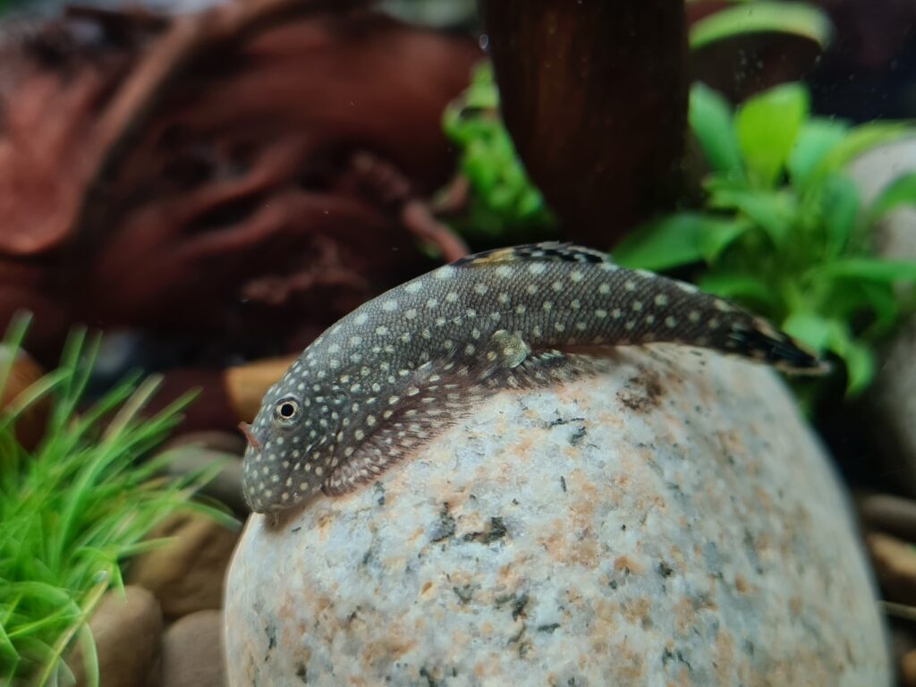 Hillastream loach aquarium fish on a rounded rock.