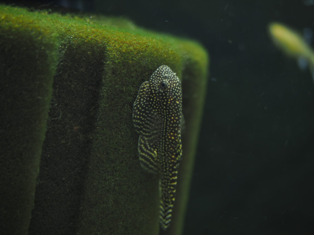 Hillstream loach aquarium fish stuck to sponge filter.