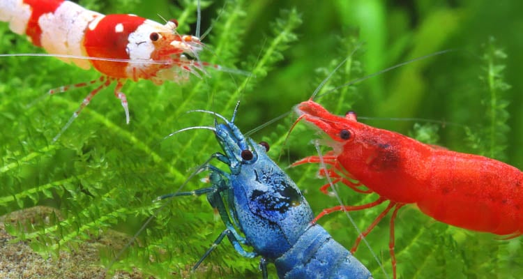 Neocaridina Shrimp: Care, Water Parameters, Color, & More - The