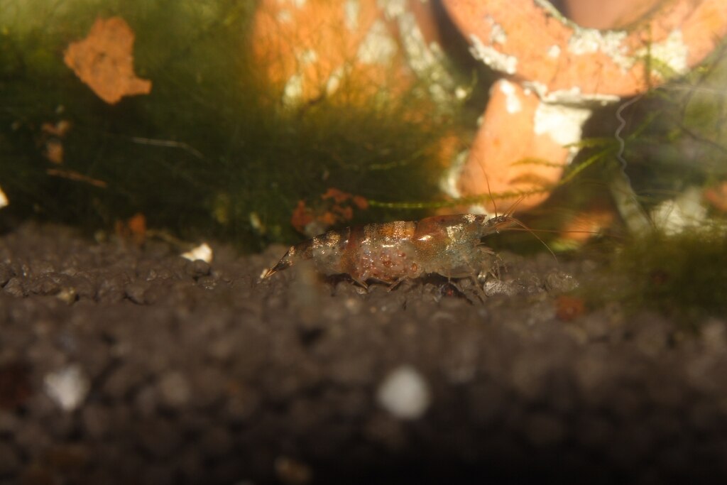 Bumblebee shrimp female with eggs in the aquarium