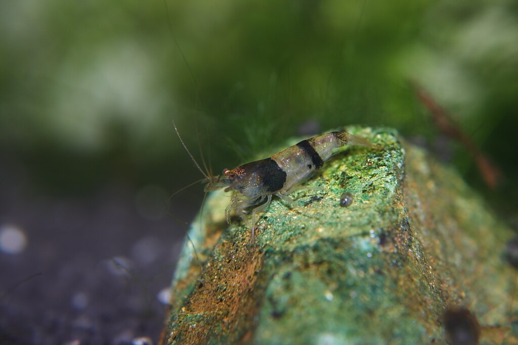 Bumblebee shrimp (Caridina breviata)