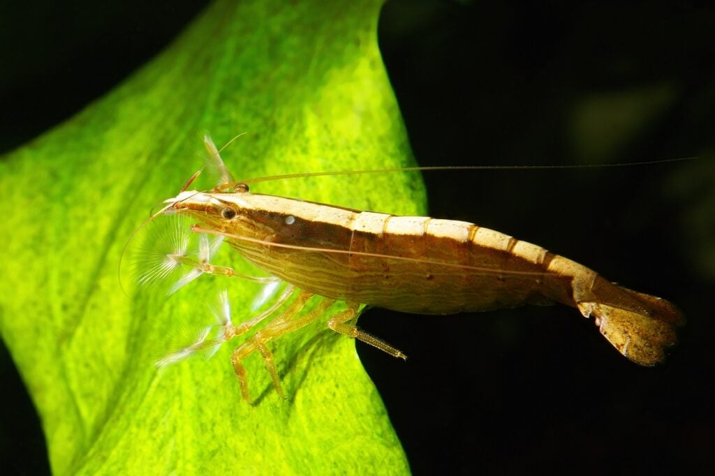 Atyopsis moluccensis, better known as the bamboo shrimp. 