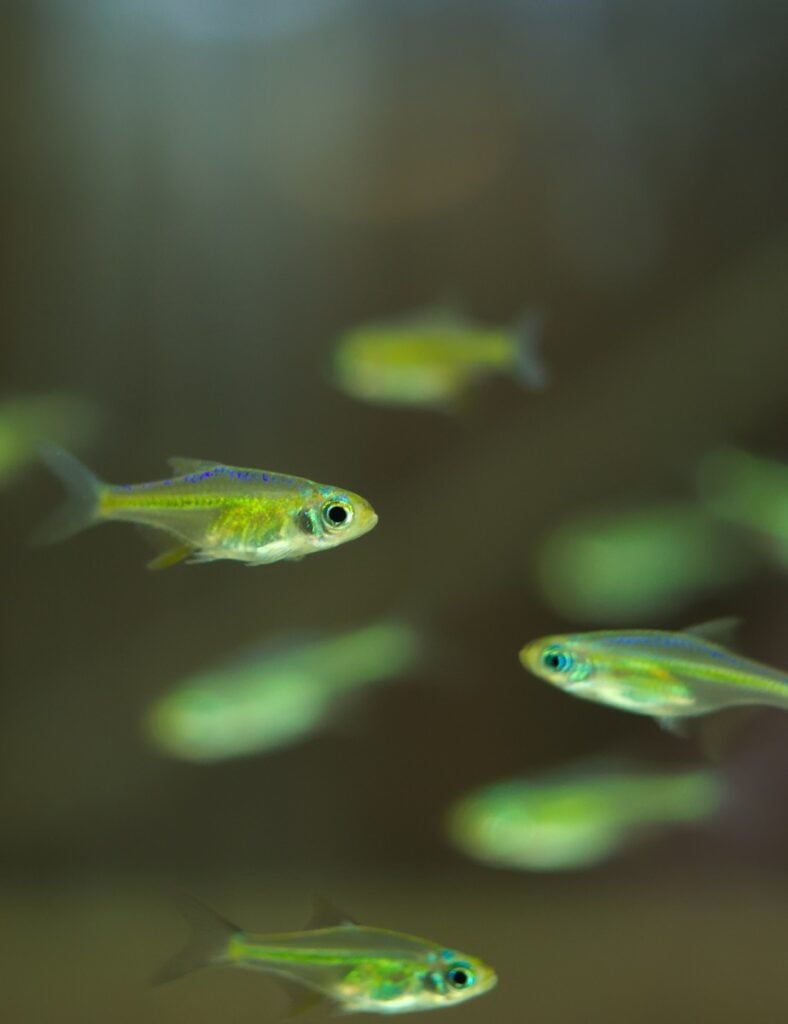 Kubotai rasbora (Microdevario kubotai) aquarium fish