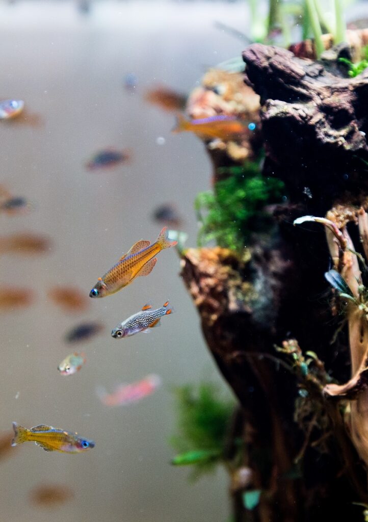 Red neon blue eye rainbowfish and celestial pearl danios in aquarium