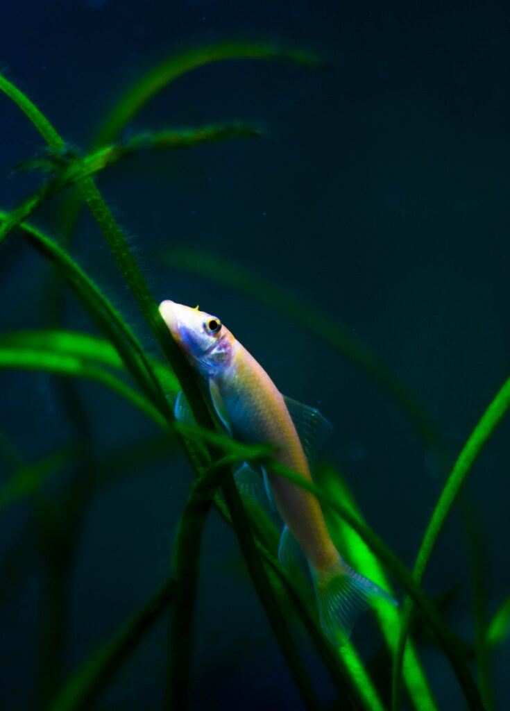 Golden color morph of Chinese algae eater (Gyrinocheilus aymonieri) in the aquarium. 