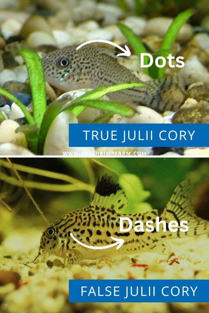 Split image comparing Corydoras julii (top) and Corydoras trilineatus (bottom), two popular aquarium fish. 