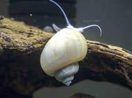 Ivory mystery snail