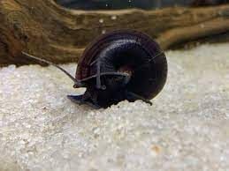 Purple mystery snail