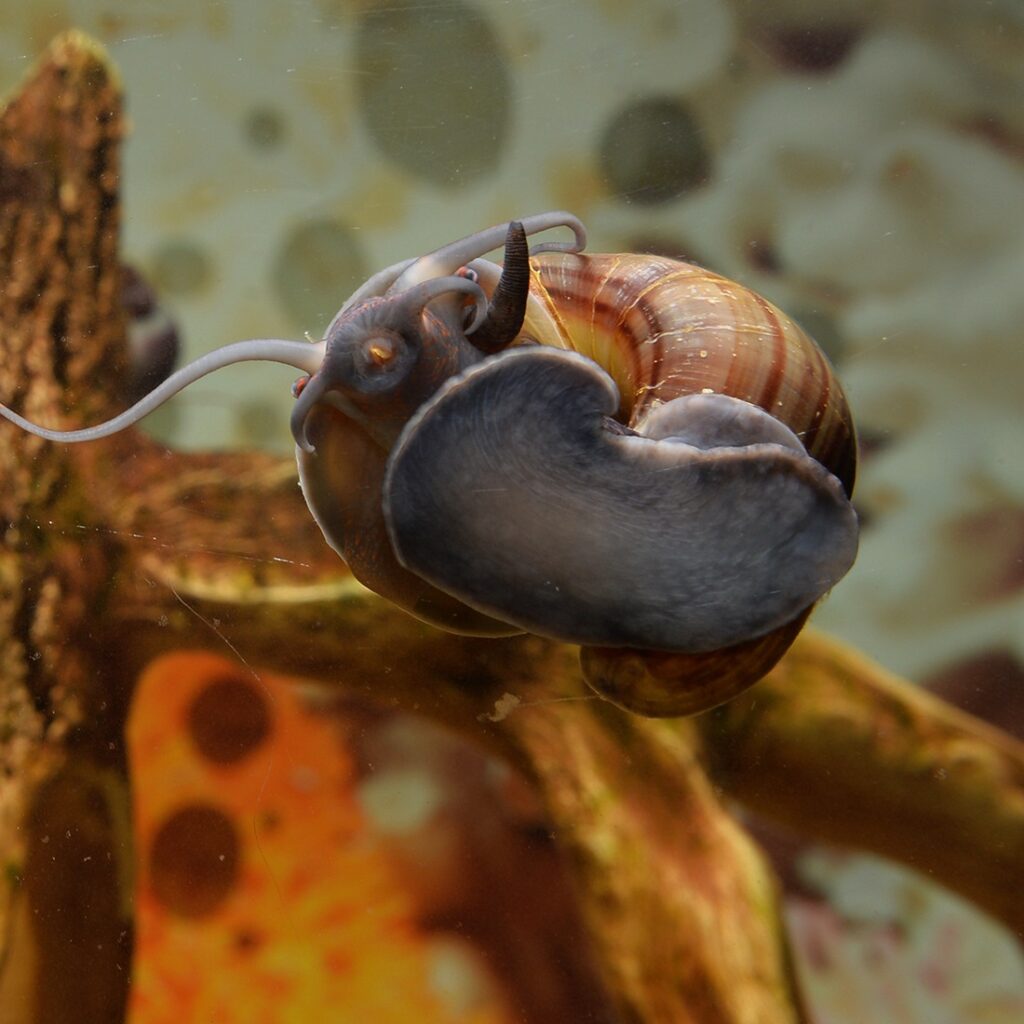 Brown mystery snail