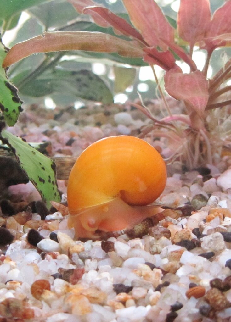 Golden mystery snail color morph in the aquarium surrounded by plants.