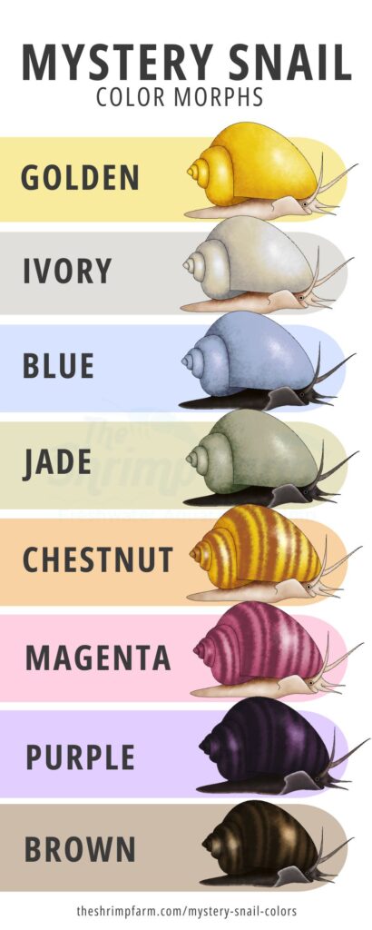 Chart outlining the 8 different color morphs found in mystery snails (Pomacea diffusa)