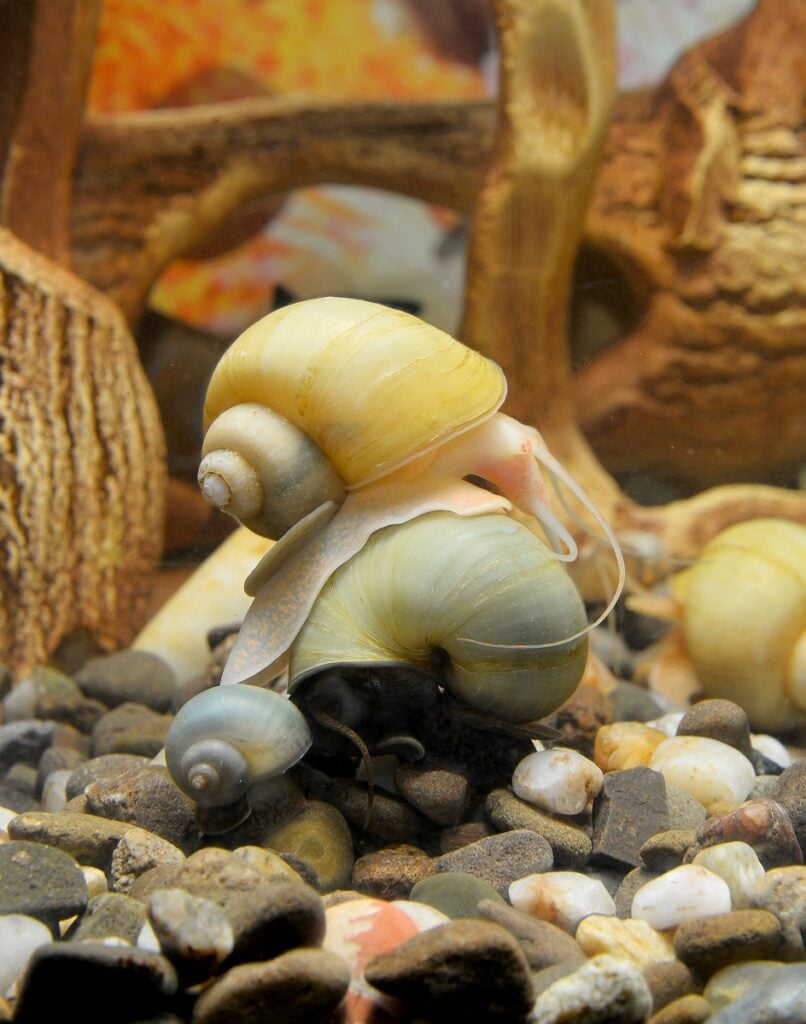 Mystery snails in different colors in the aquarium