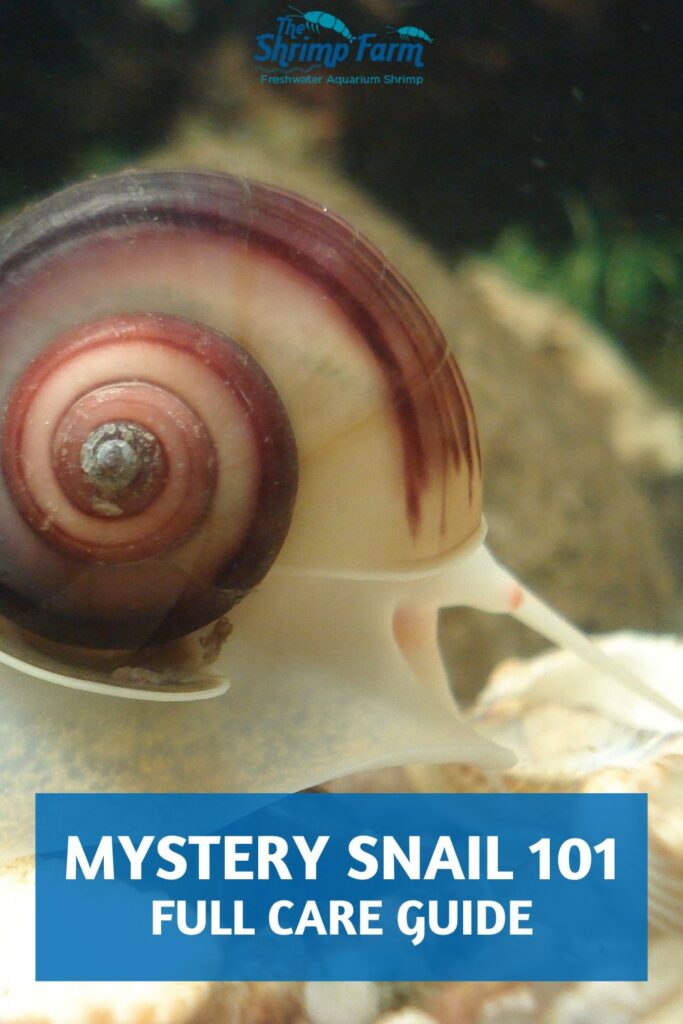 Purple mystery snail (Pomacea bridgesii) with text below saying: Mystery snail 101 | Full care guide