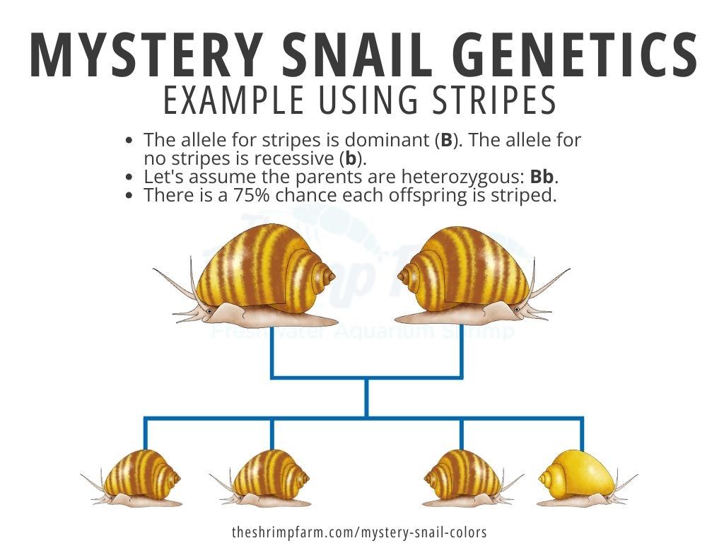 Mystery snail genetics chart using the stripes phenotype as an example.