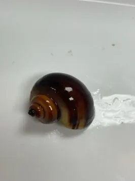 Chestnut mystery snail