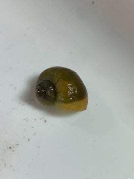 Jade mystery snail