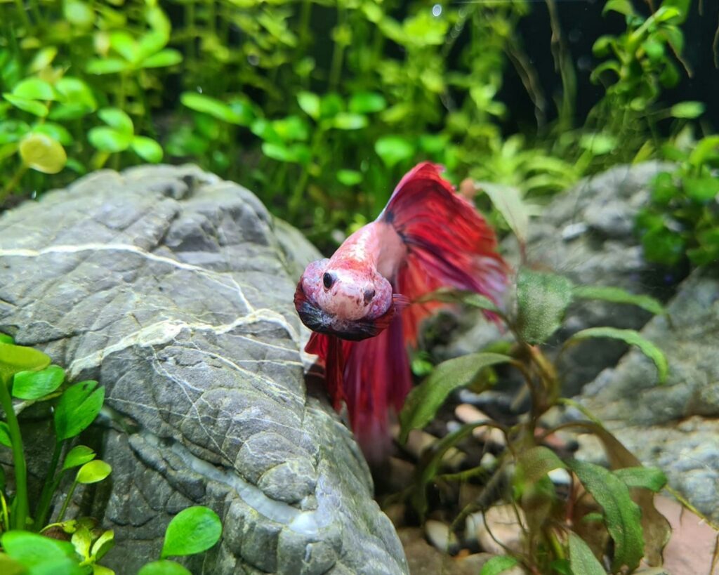 Red Betta splendens flaring its fins in a planted aquarium