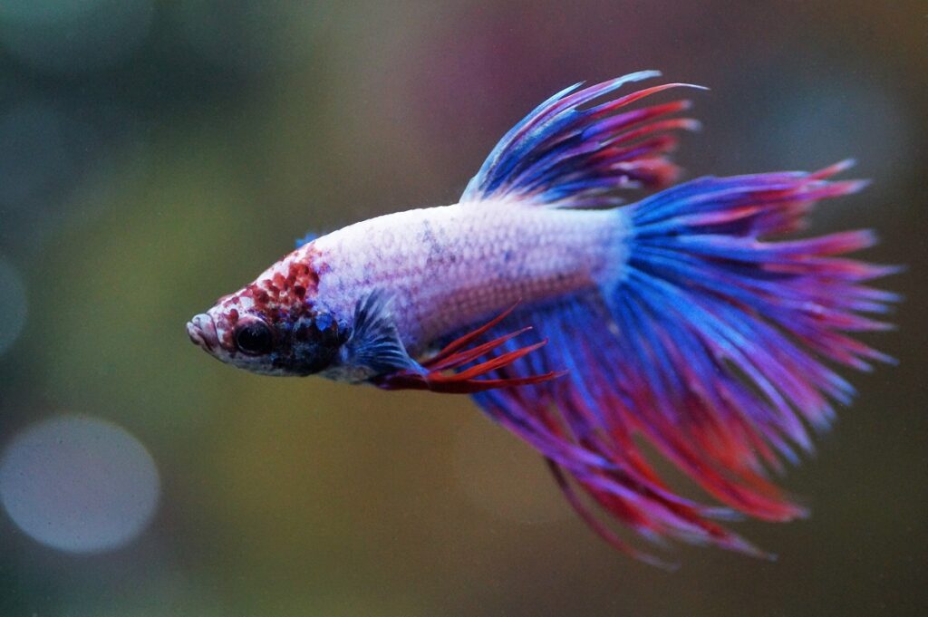 Red and blue crowntail Betta fish