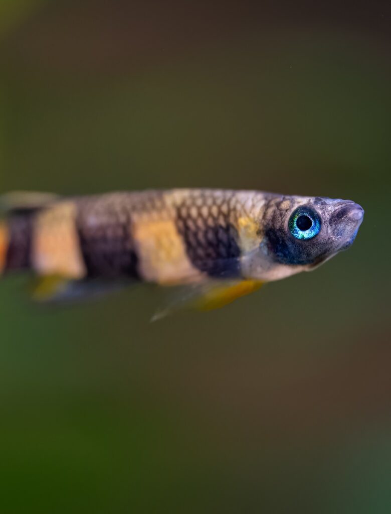 Clown killifish close-up in the aquarium