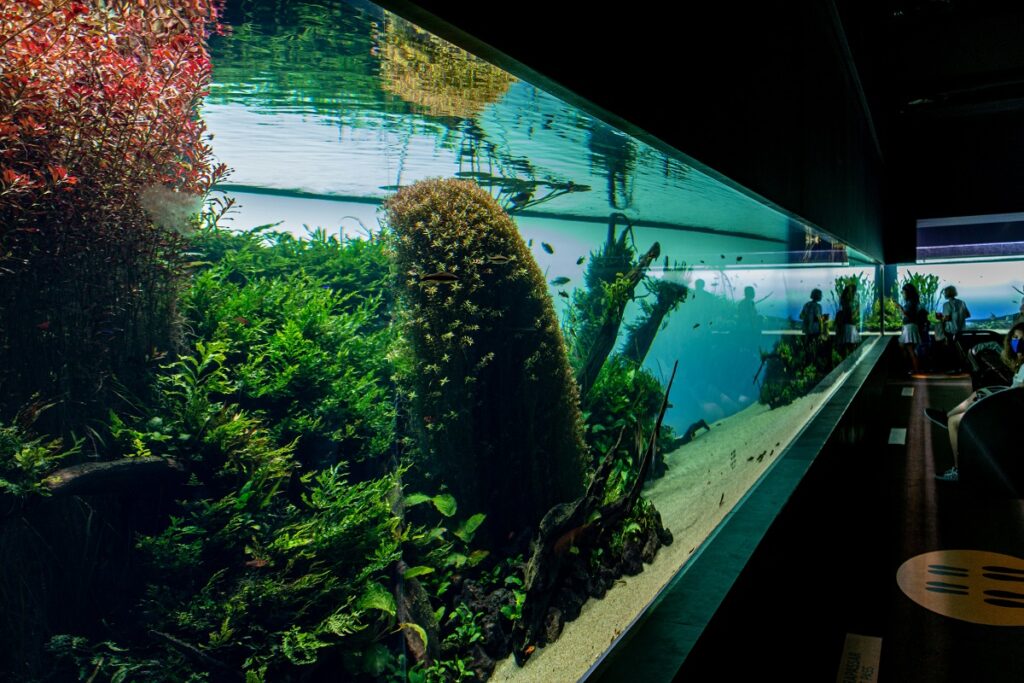 Large planted aquarium with people viewing. 