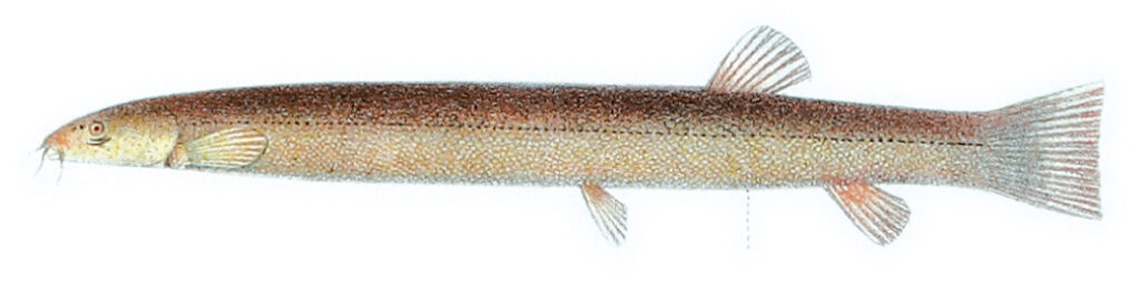 Hand-drawn illustration of Pangio oblonga, a small type of loach.