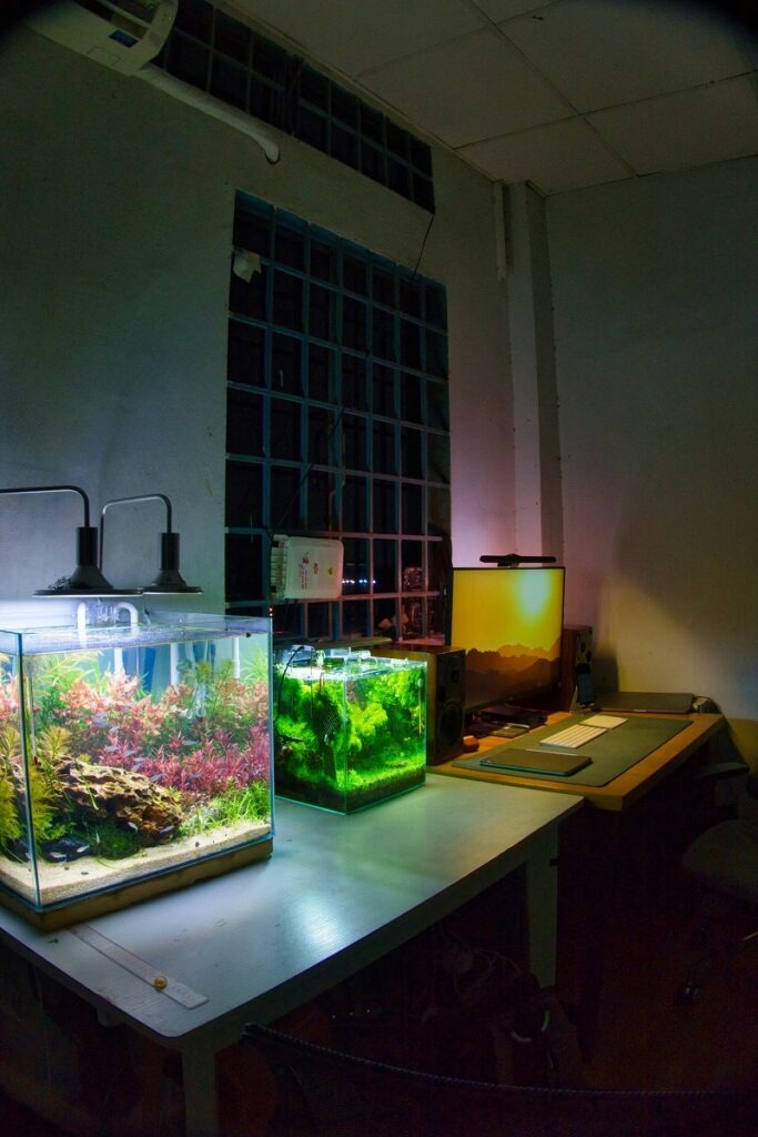Two small planted cube aquariums on a desk.