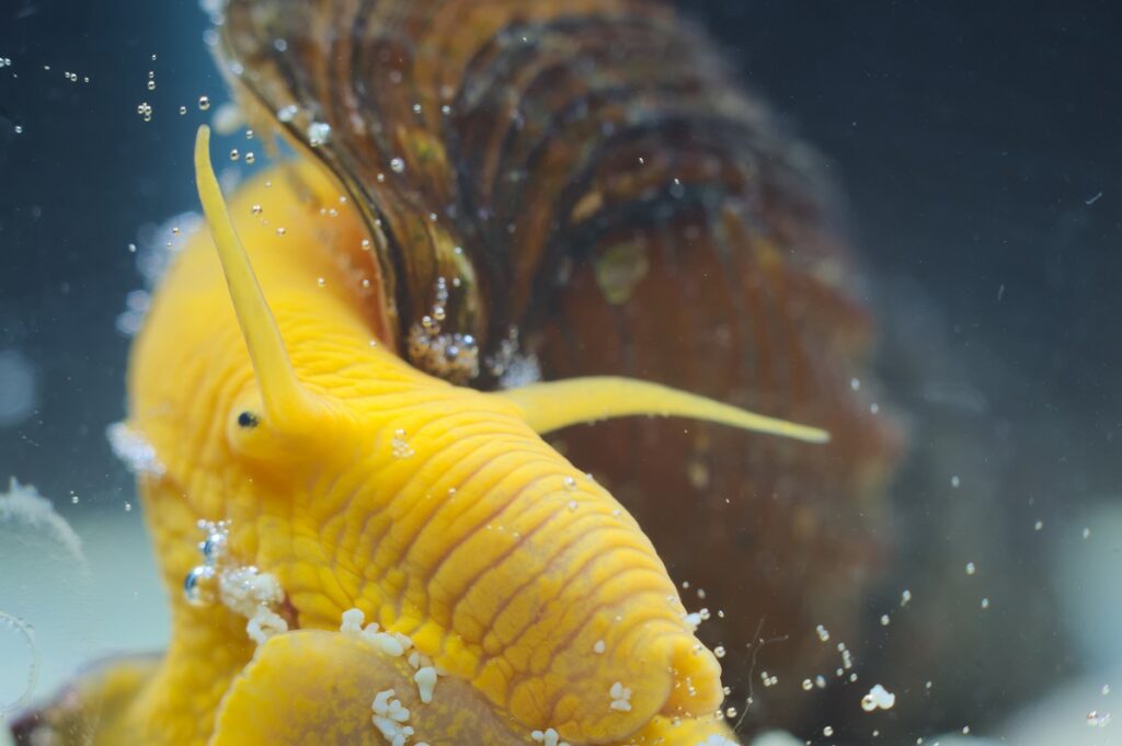 Tylomelania gemmifera or golden rabbit snail, close-up