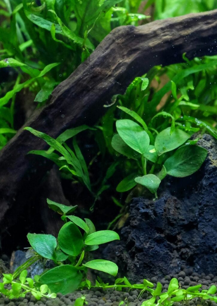 Anubias nana plants in a planted aquarium
