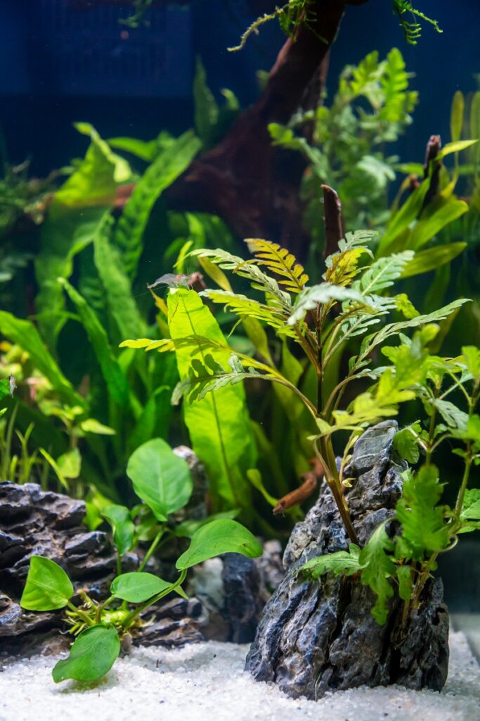 Hygophila pinnatifida aquarium plant