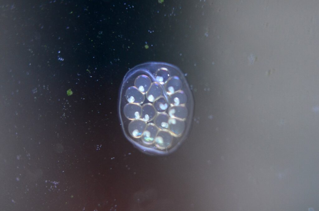 Ramshorn snail egg mass