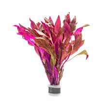 exotica plants Nepenthes spectabilis x ventricosa, Exotica Plants – Carnivero main image 1