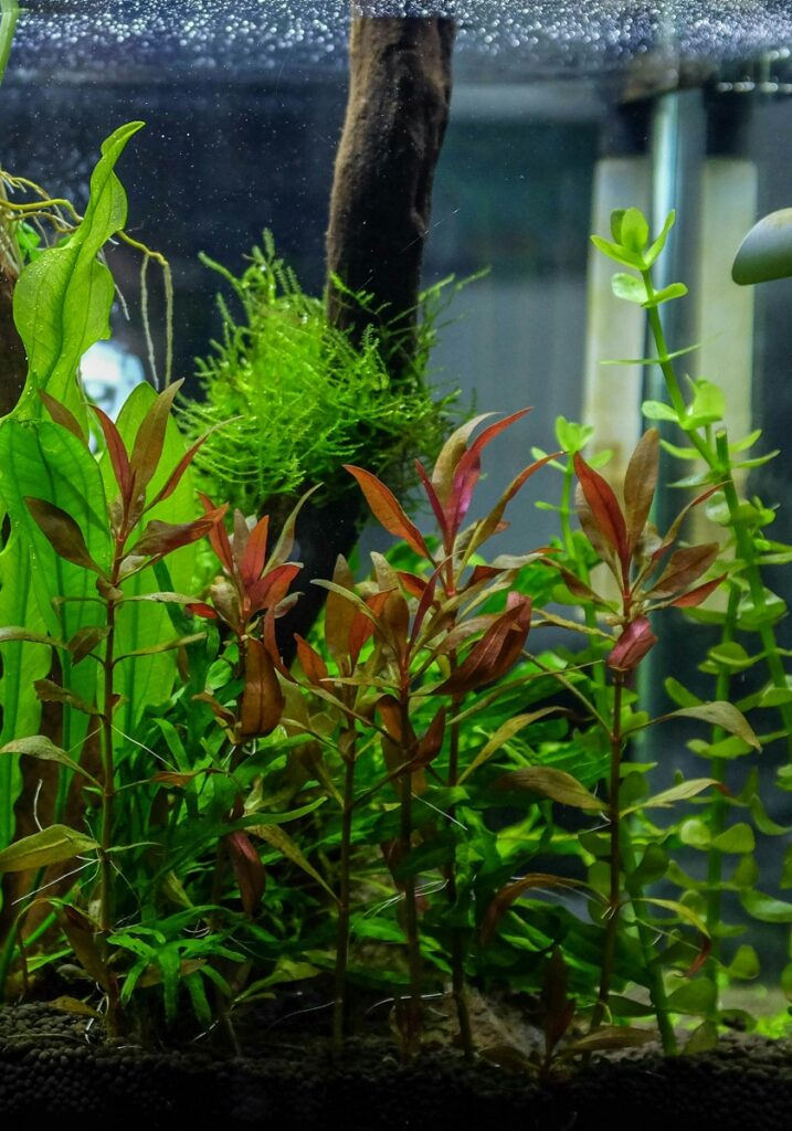 Alternanthera reineckii plant in a planted aquarium.