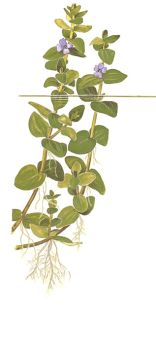 Bacopa caroliniana aquarium plant