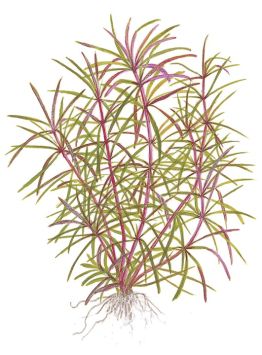 Pogostemon stellatus 'Octopus' aquarium plant illustration