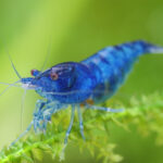 Blue Dream Shrimp Care | Bold, Blue & Beginner-Friendly