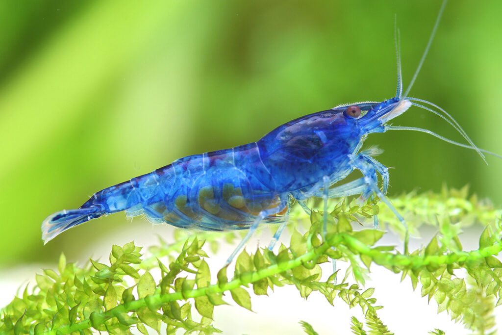 Blue dream shrimp