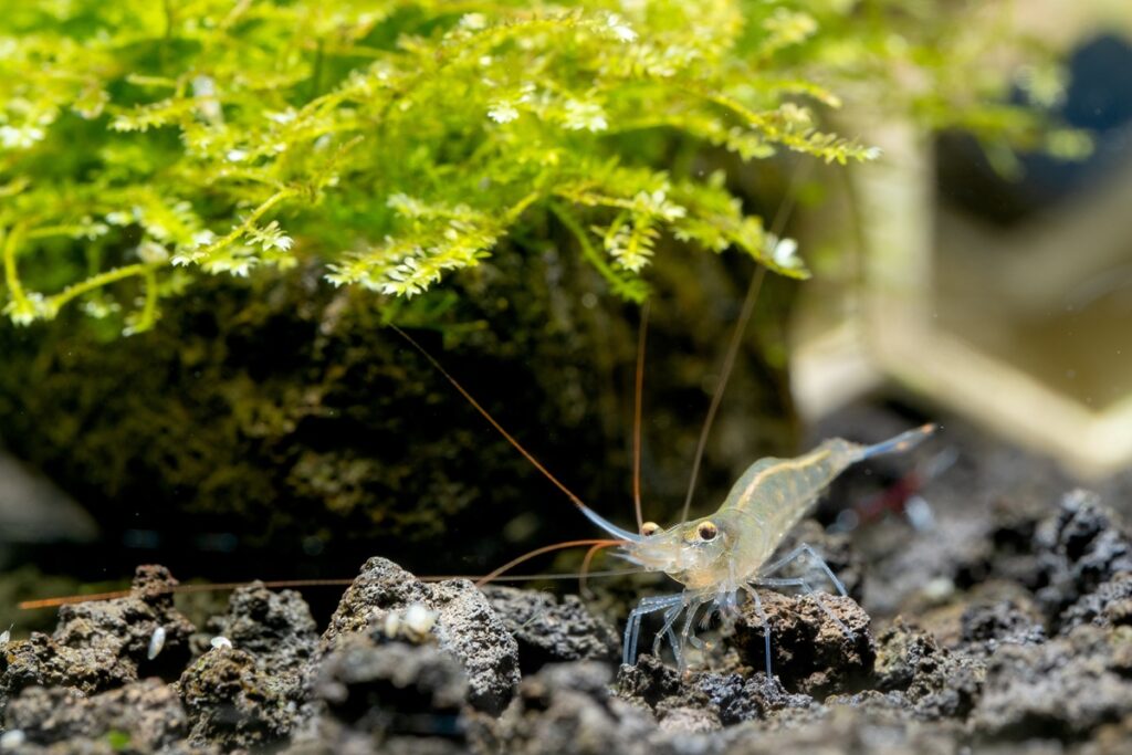 Blue leg poso Sulawesi shrimp